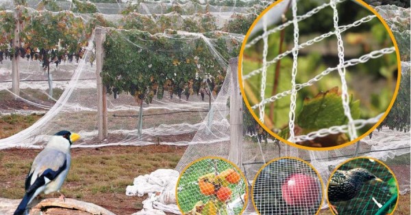 Мрежа защитна срещу птици (гълъби, косове, скорци и др.) - 4 м х 50 м — оферта от newfresh.org